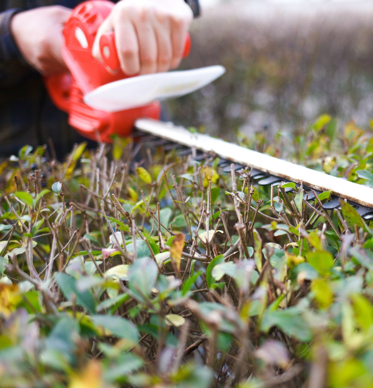 close up of a man cutting up bushes