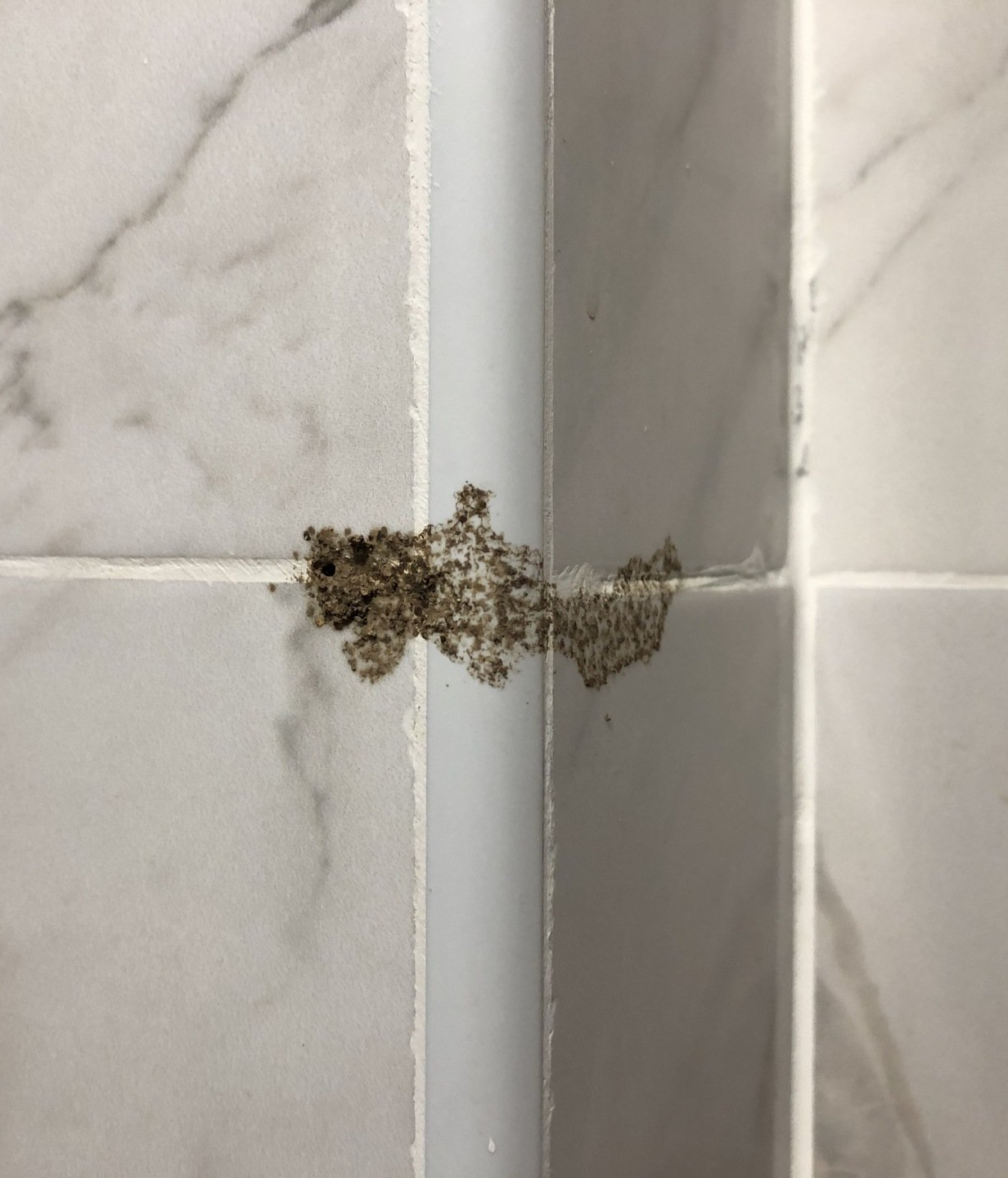 termites in wall