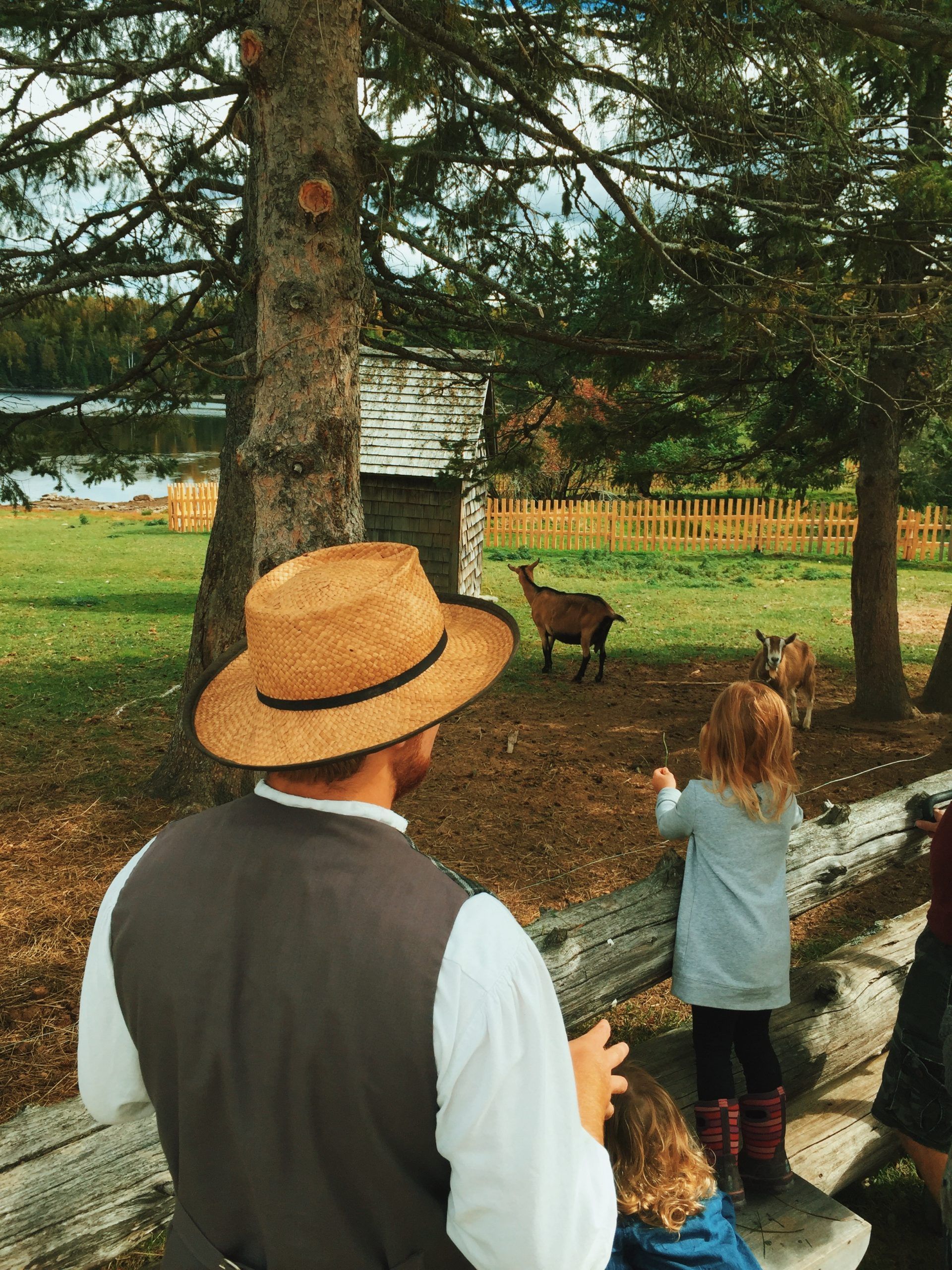 Person in straw hat watches deer in a yard with trees and a fence.