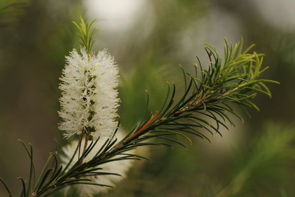 What is pine bark and is it good for all plants