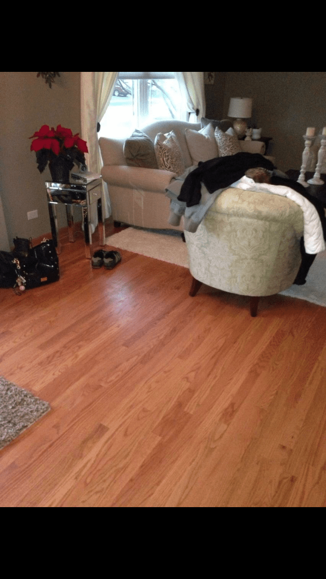 Living room with hardwood floor, beige chairs, a black cat on the ottoman, and a red poinsettia by the window