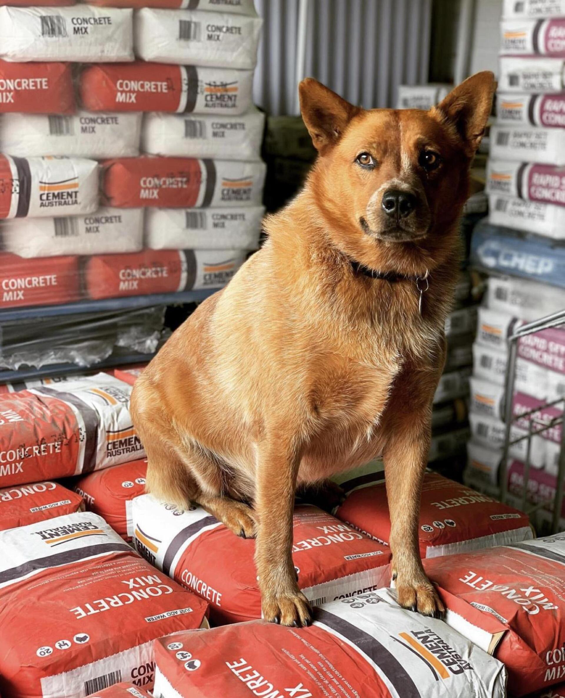 Interior Stick Built Frame Of A New House Under Construction — Express Timber Solutions In Long Jetty NSW