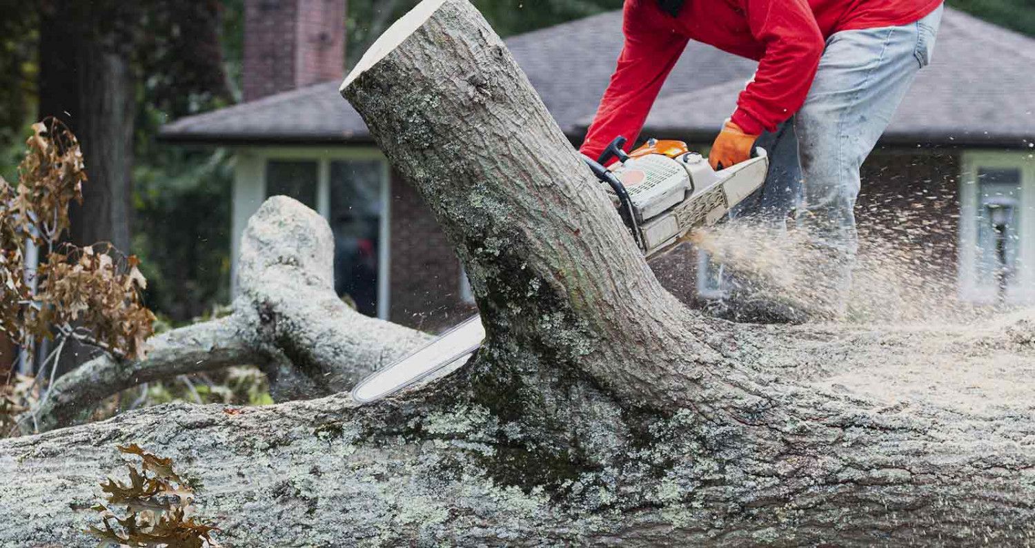A landscaper is removing a tree that fell during a storm using a chainsaw to slice it into pieces