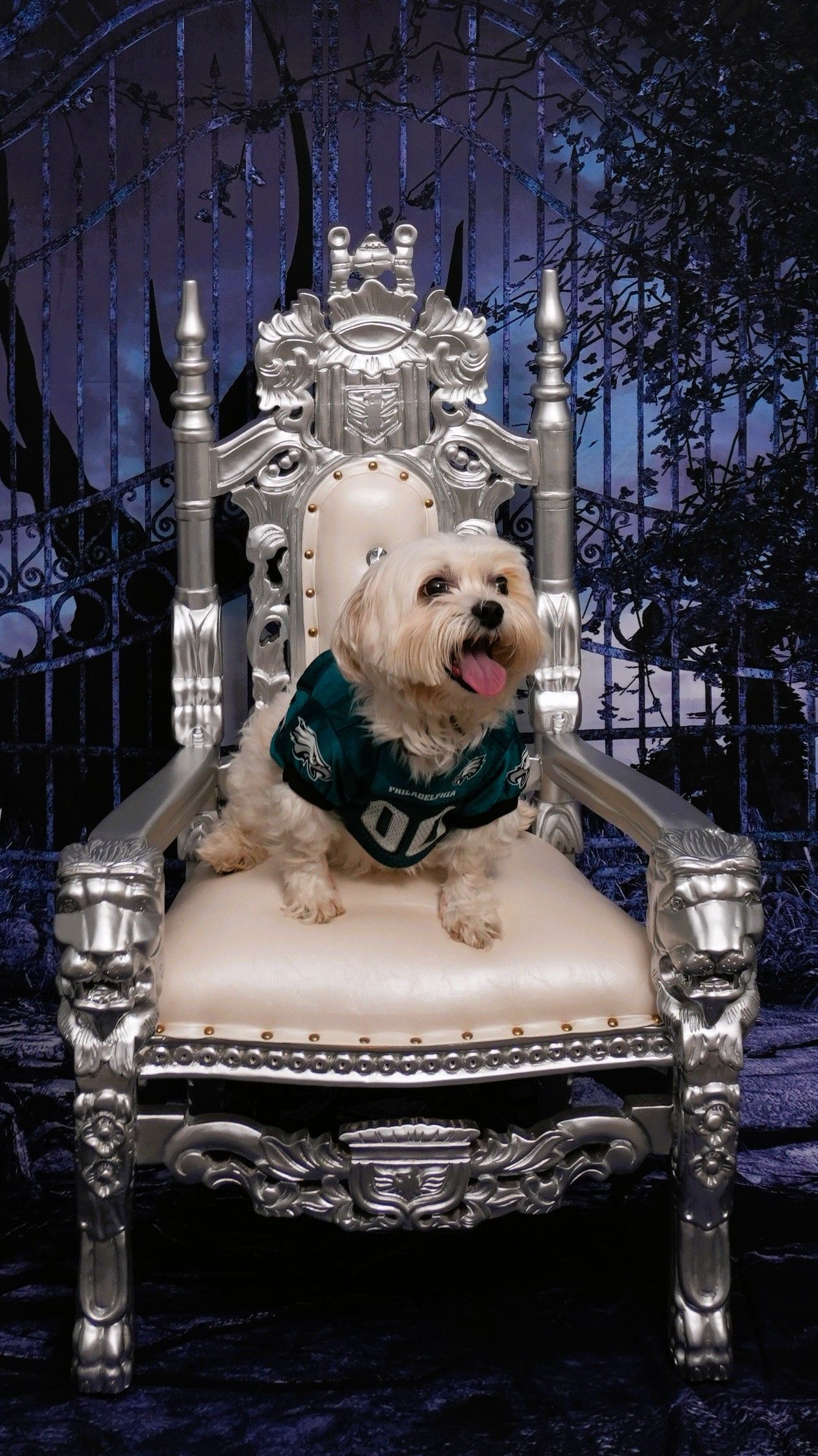 Small dog wearing an Eagles jersey sits on a silver throne, tongue out.