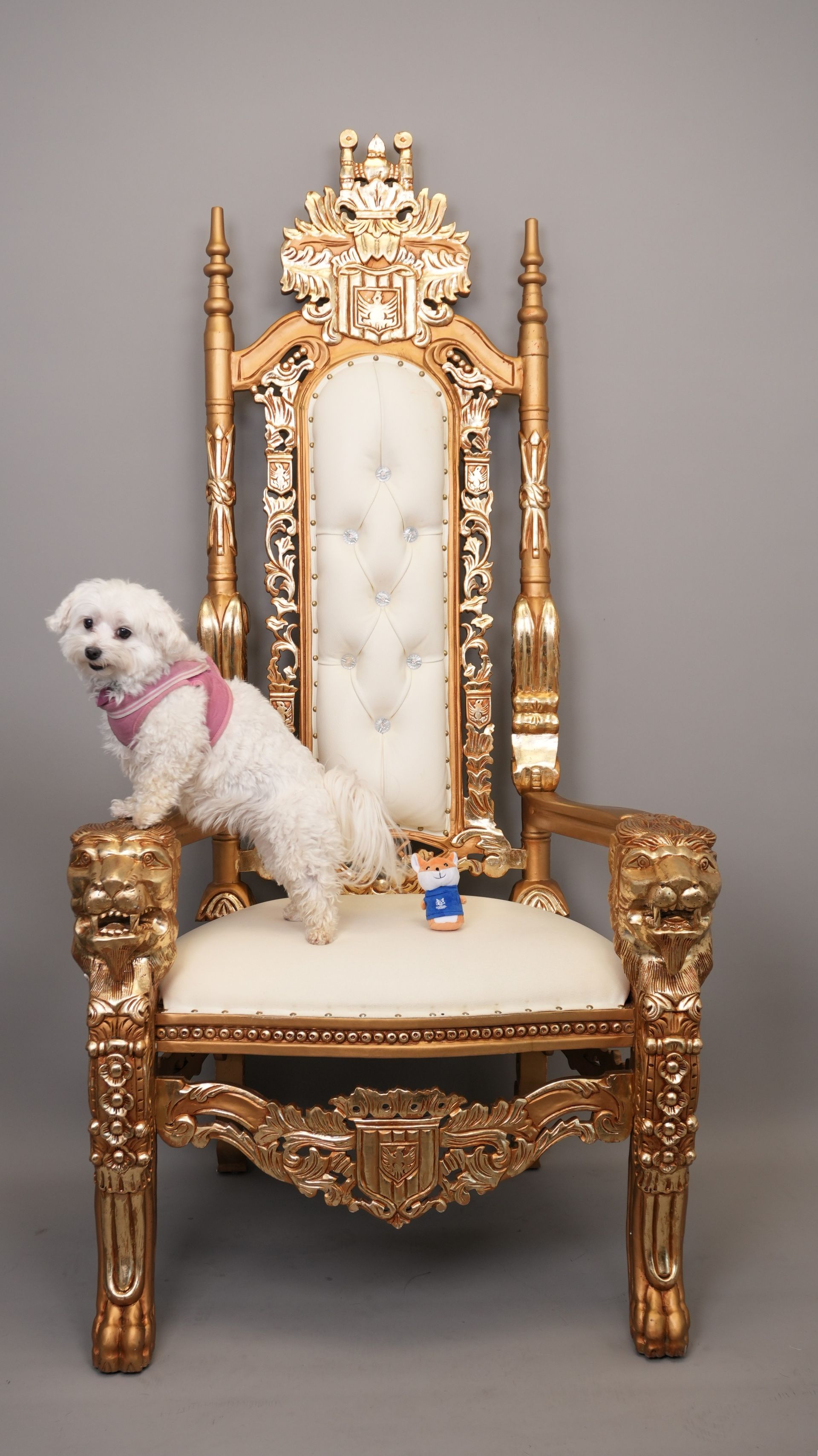 White dog wearing pink harness standing on ornate gold throne.