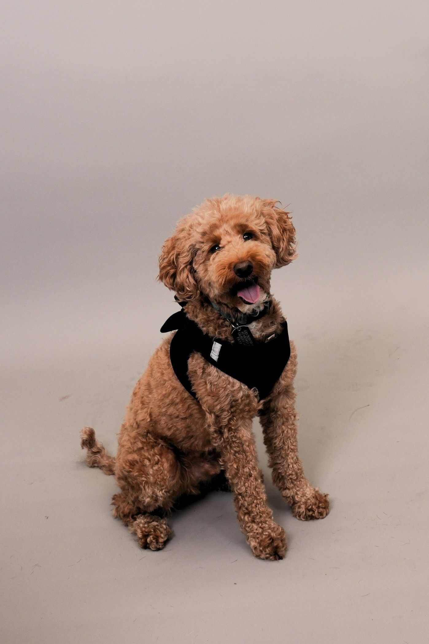 Brown poodle sits wearing a black harness; light gray background.