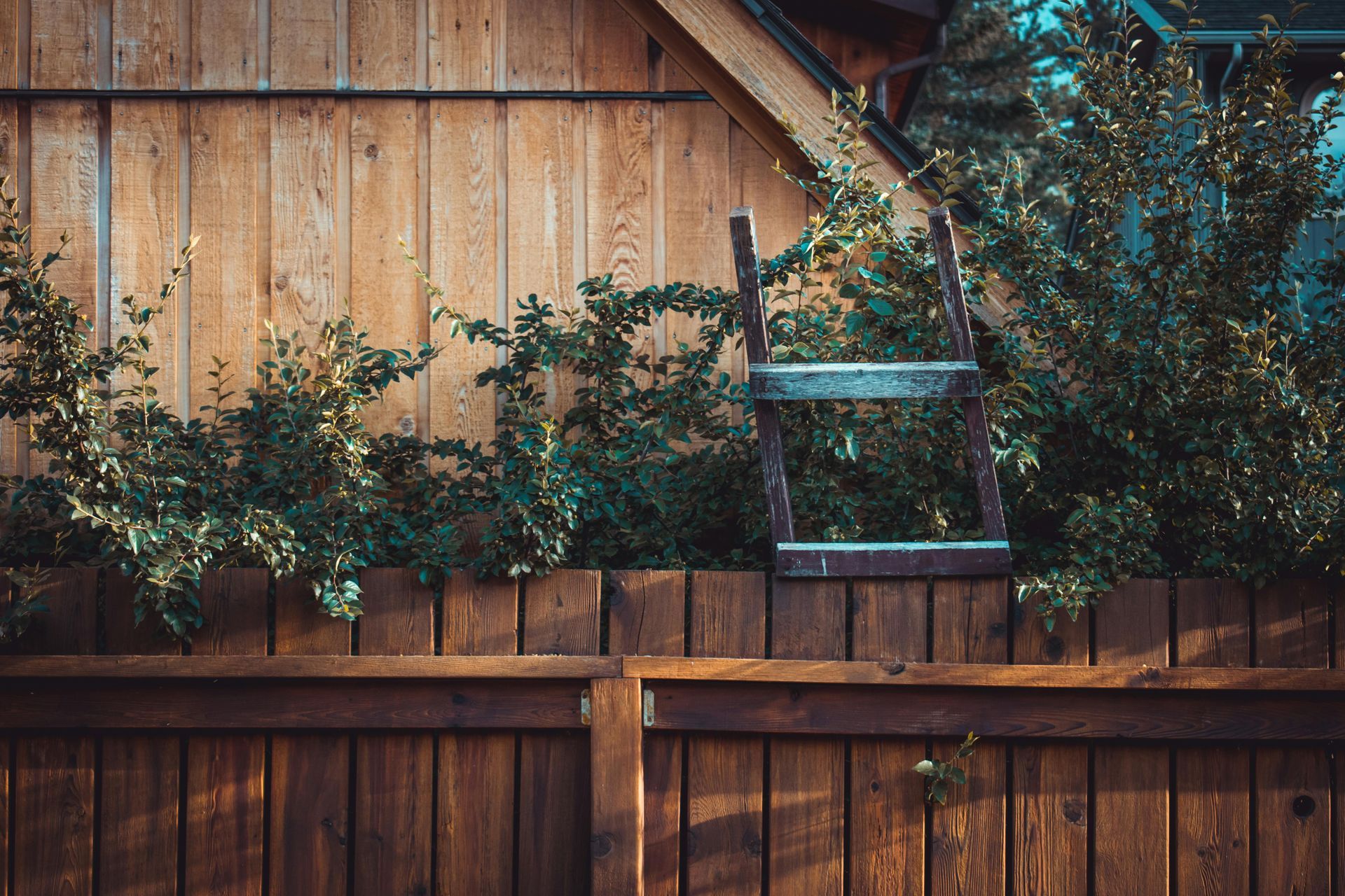 Wooden fence with dense green shrubs and a weathered bird feeder against a barn wall