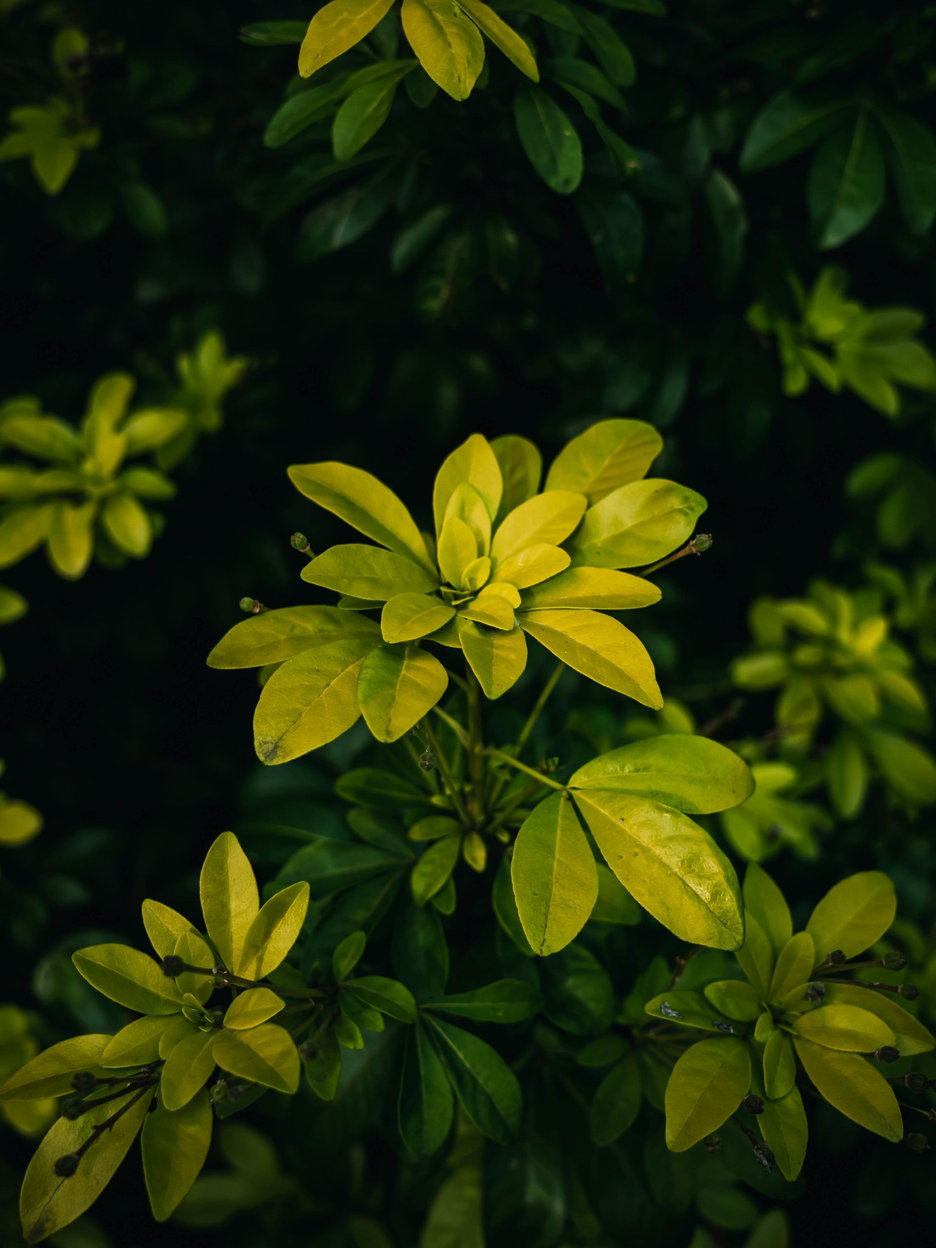 Yellow-green leaves on a dark green plant, clustered in a close-up view.