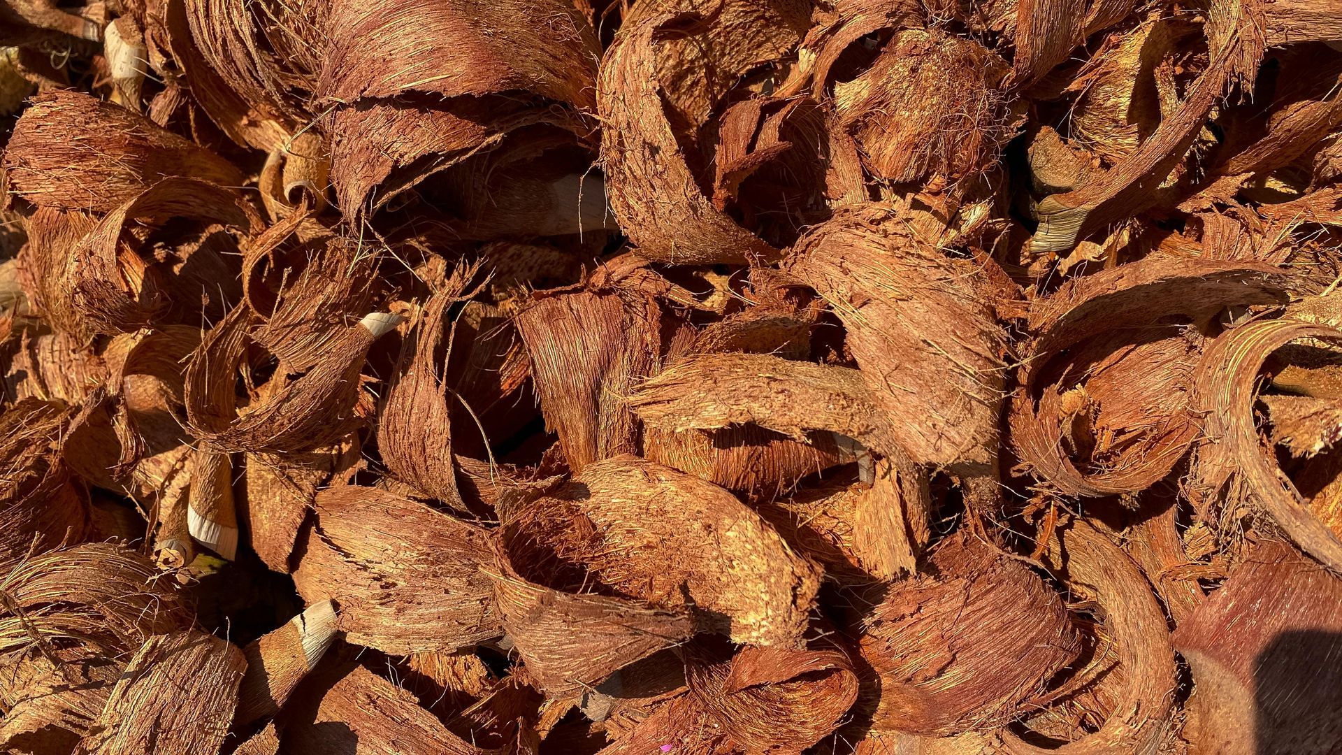 Close-up of dried brown flowers or seed pods scattered on reddish soil