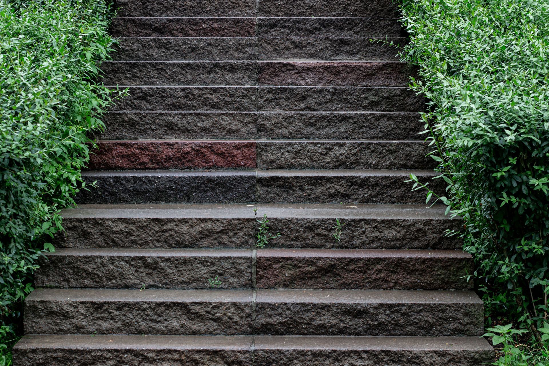 Stone steps leading upward between dense green hedges
