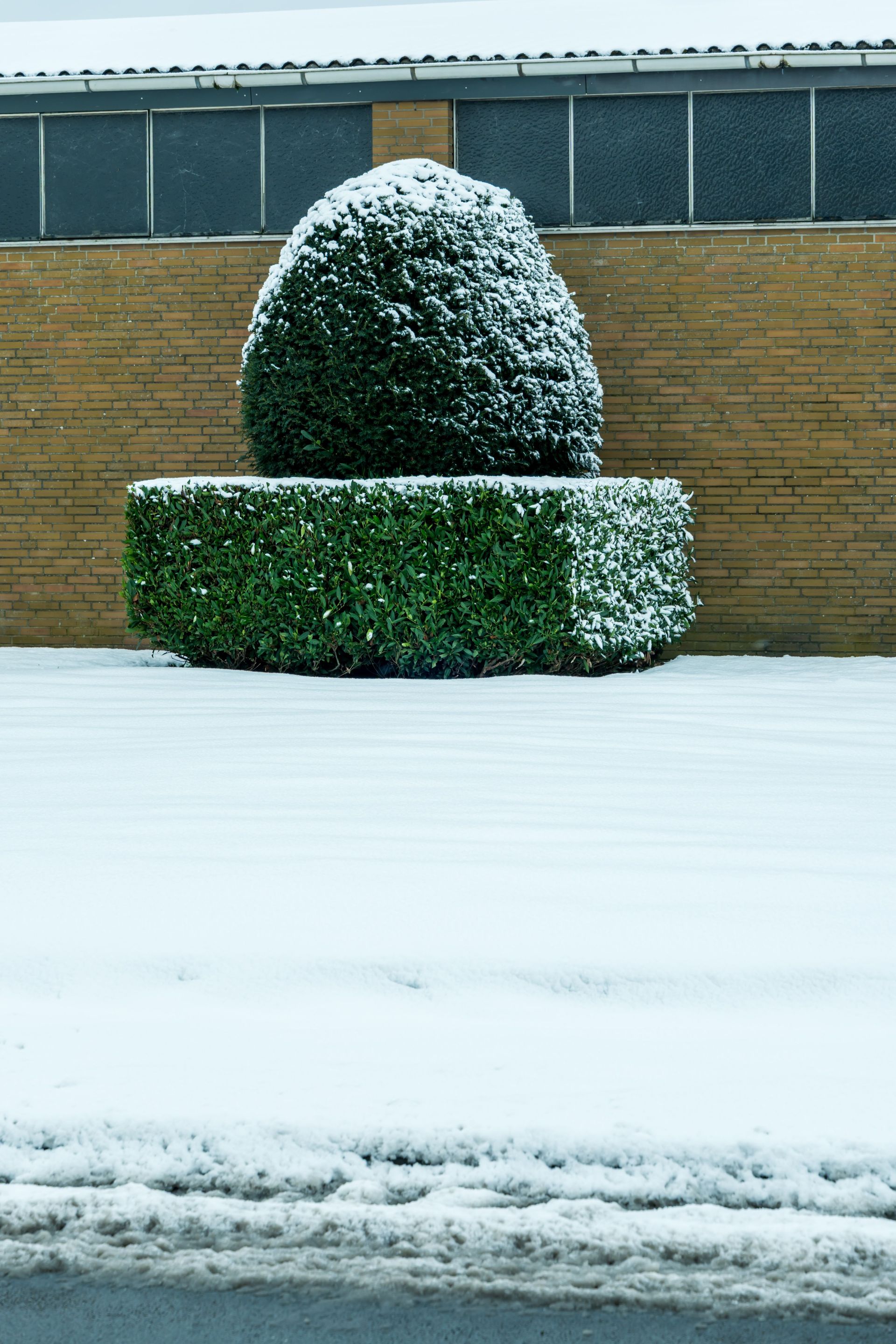 Snow-covered trimmed shrub in front of a brick wall and snowy ground