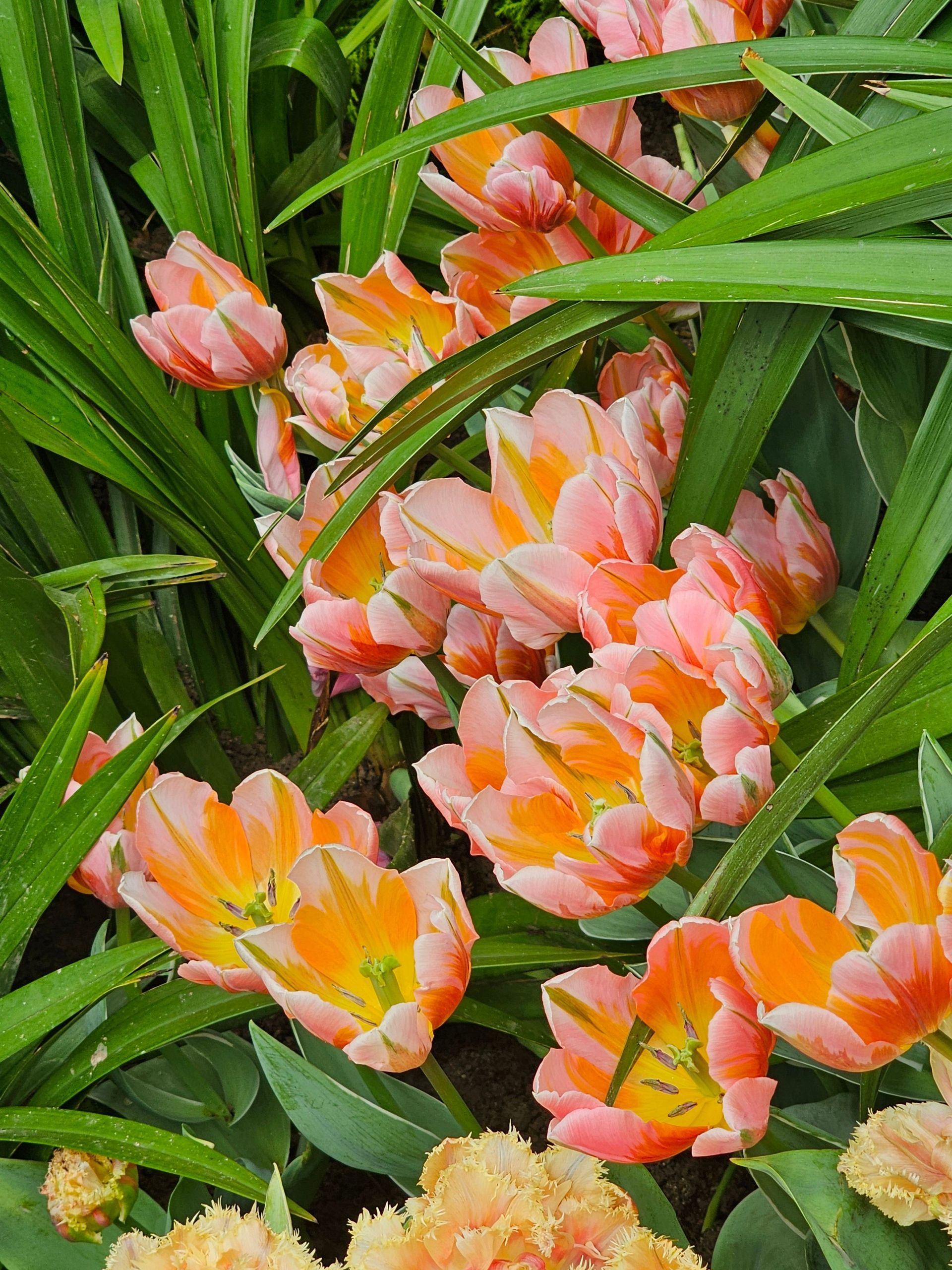 Cluster of pink and orange tulips with green leaves in a garden