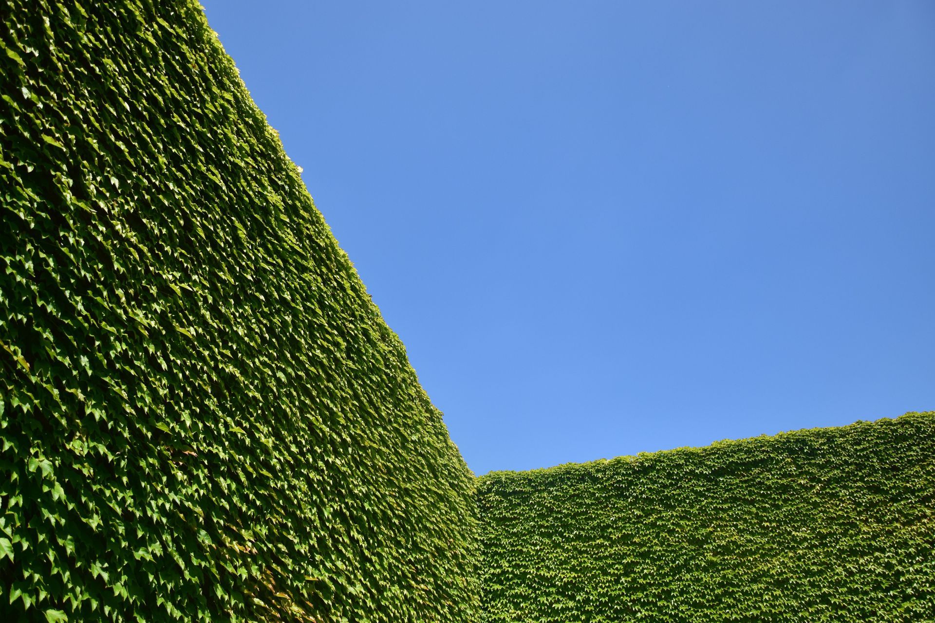 Green ivy-covered walls meeting at a corner against a clear blue sky