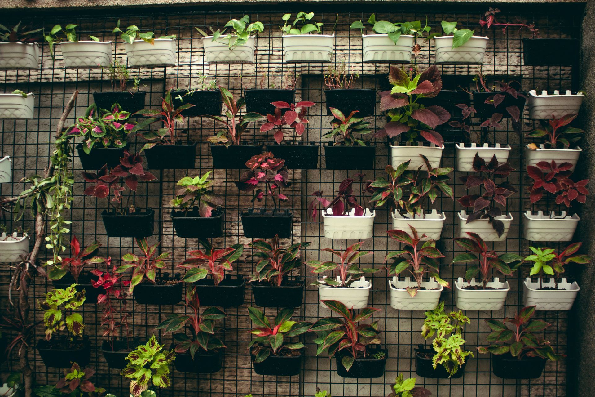 Vertical garden of potted plants and flowers on a wire wall, with green and red foliage.