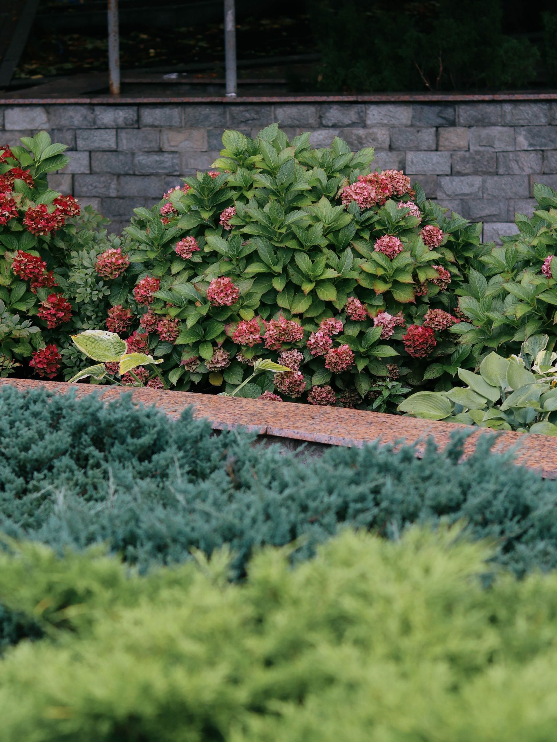 Flowering shrubs and blue-green ground cover in front of a gray stone wall