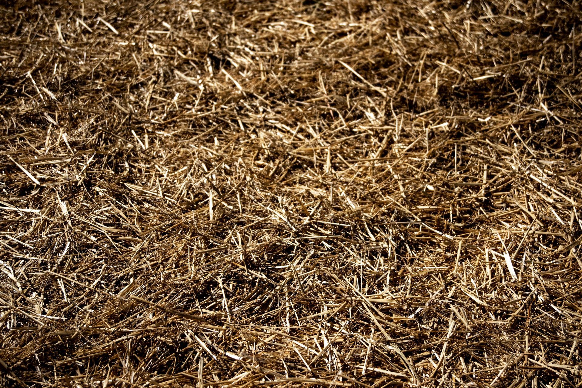 Close-up of dry brown straw or hay covering the ground
