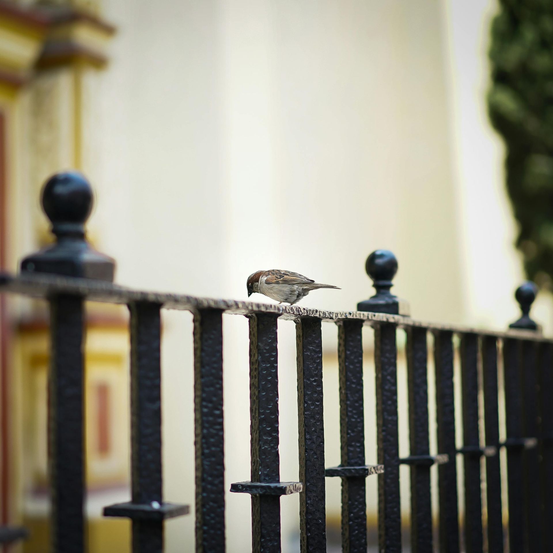 Sparrow perched on a black metal fence, looking down.  Background is a cream and yellow building.