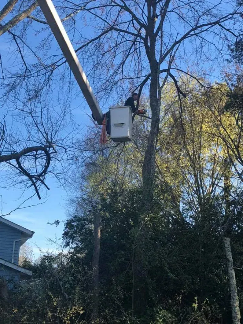 tree services near me