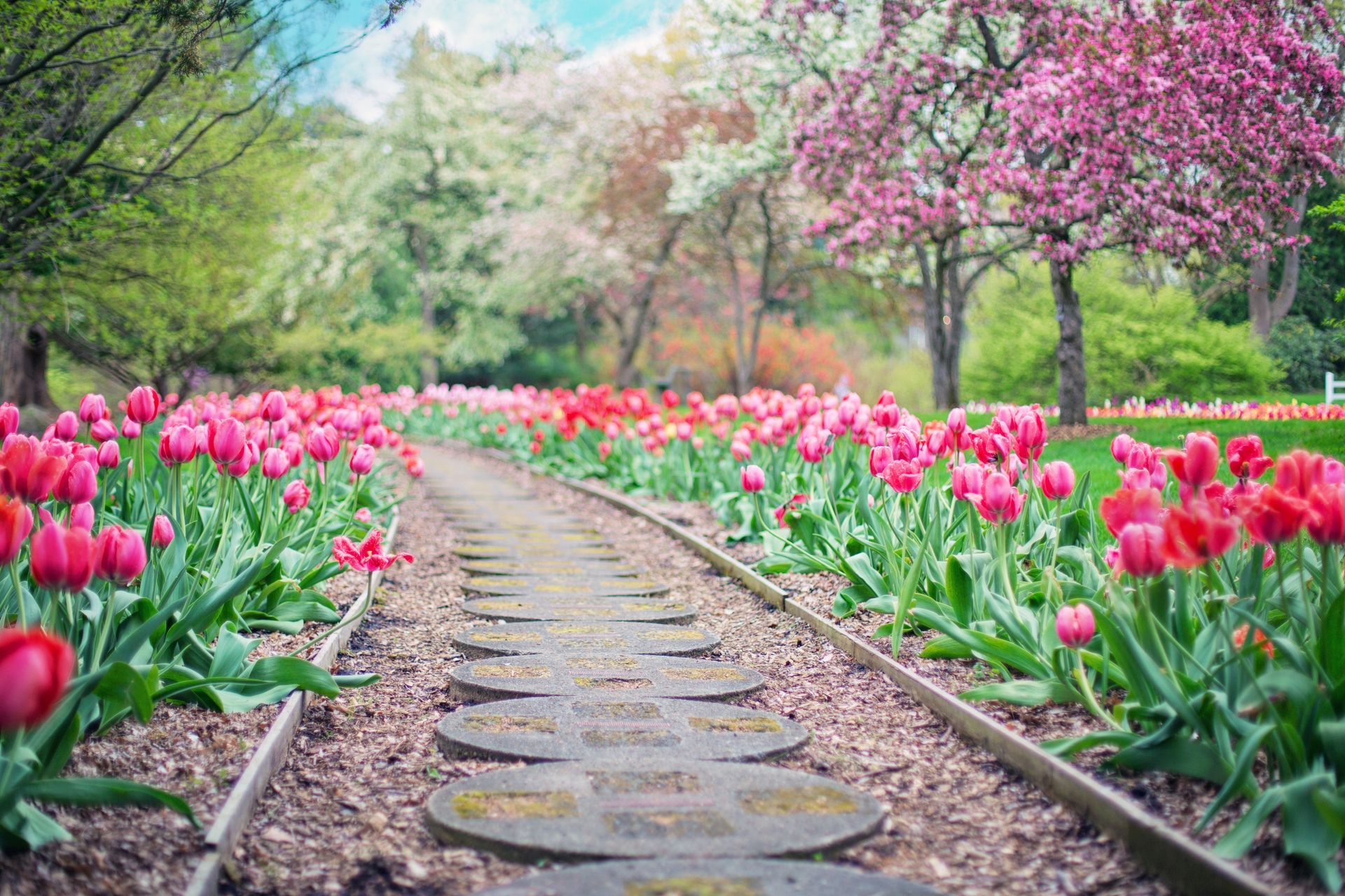 Stone path through a colorful tulip garden with pink, red, and white blooms under spring trees