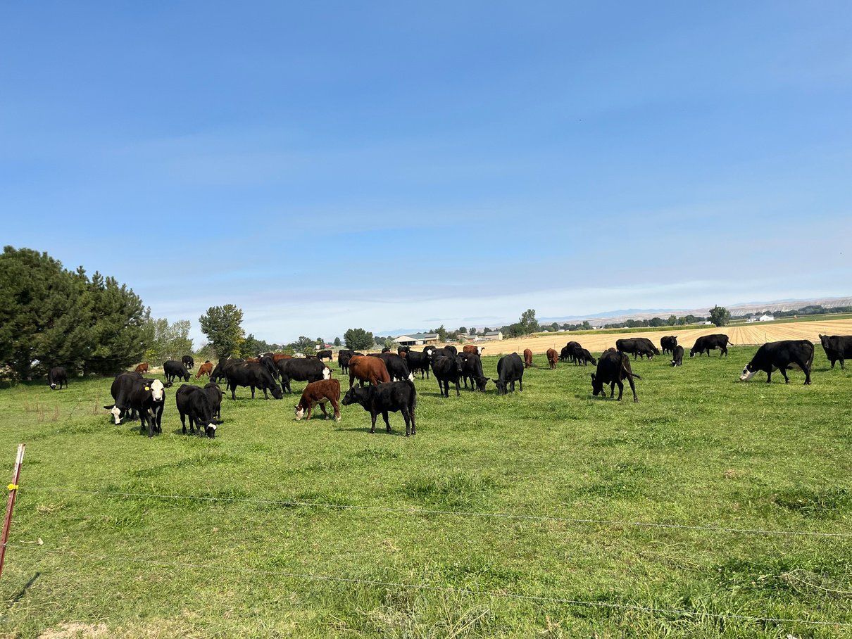 A herd of cows are grazing in a grassy field.