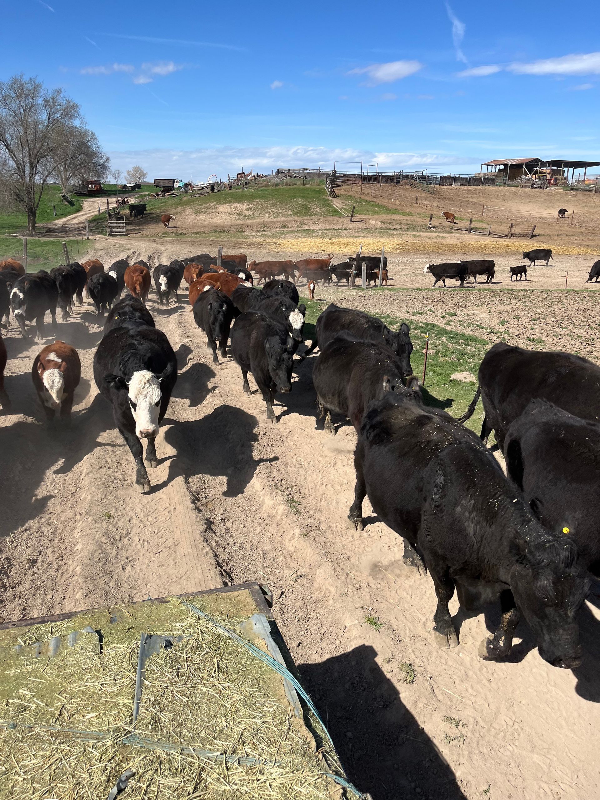 A package of ground beef is sitting on a yellow table