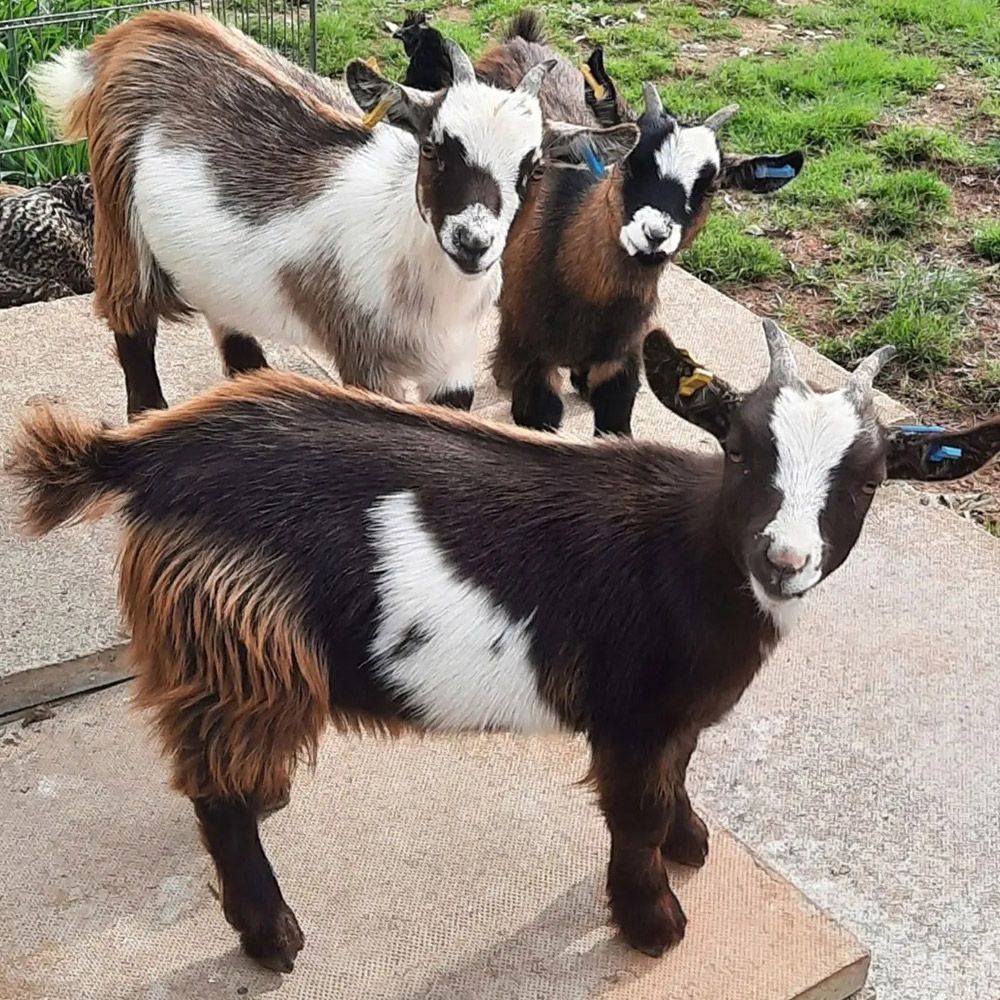 Four goats, brown and white spotted, standing outside on a concrete surface, looking at the camera.