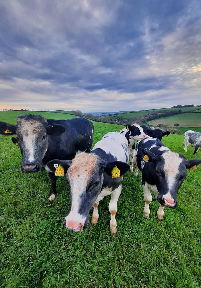 Cows grazing on a green hillside under a cloudy sky. Some are black and white, others mostly black.