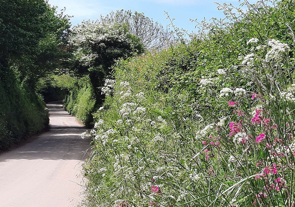 Pathway through lush green hedges, wildflowers blooming along the edge under a blue sky.