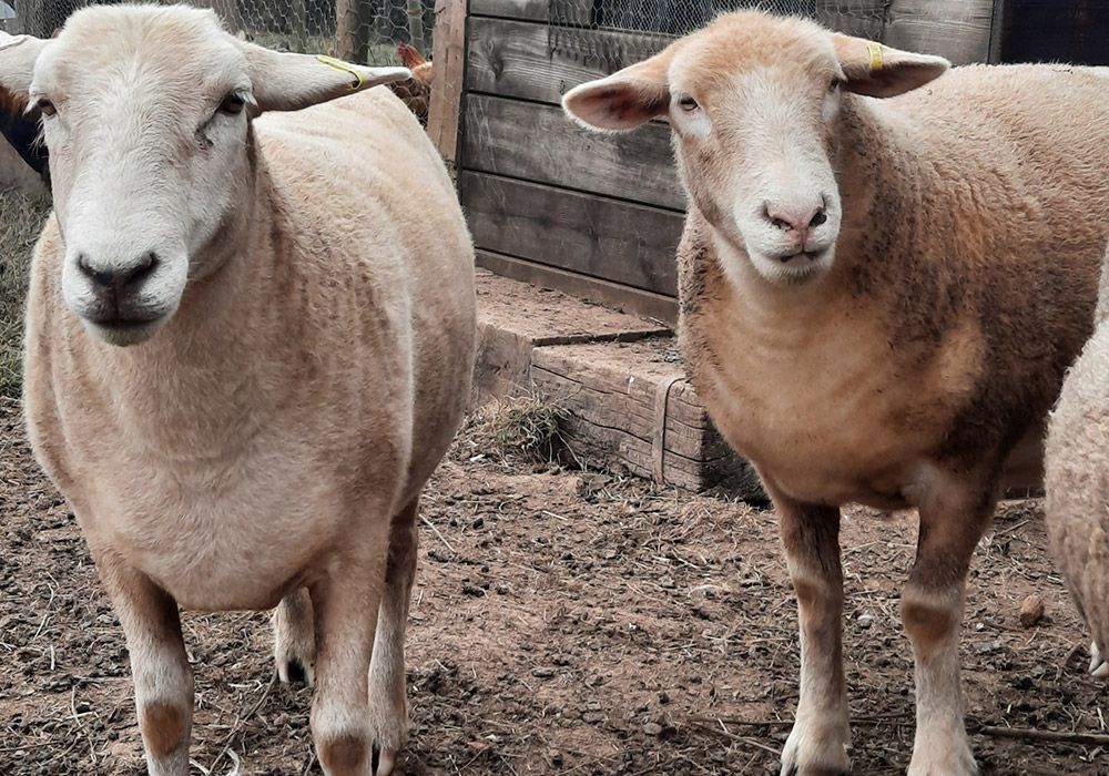 Two tan sheep standing close together, looking forward in a dirt enclosure.
