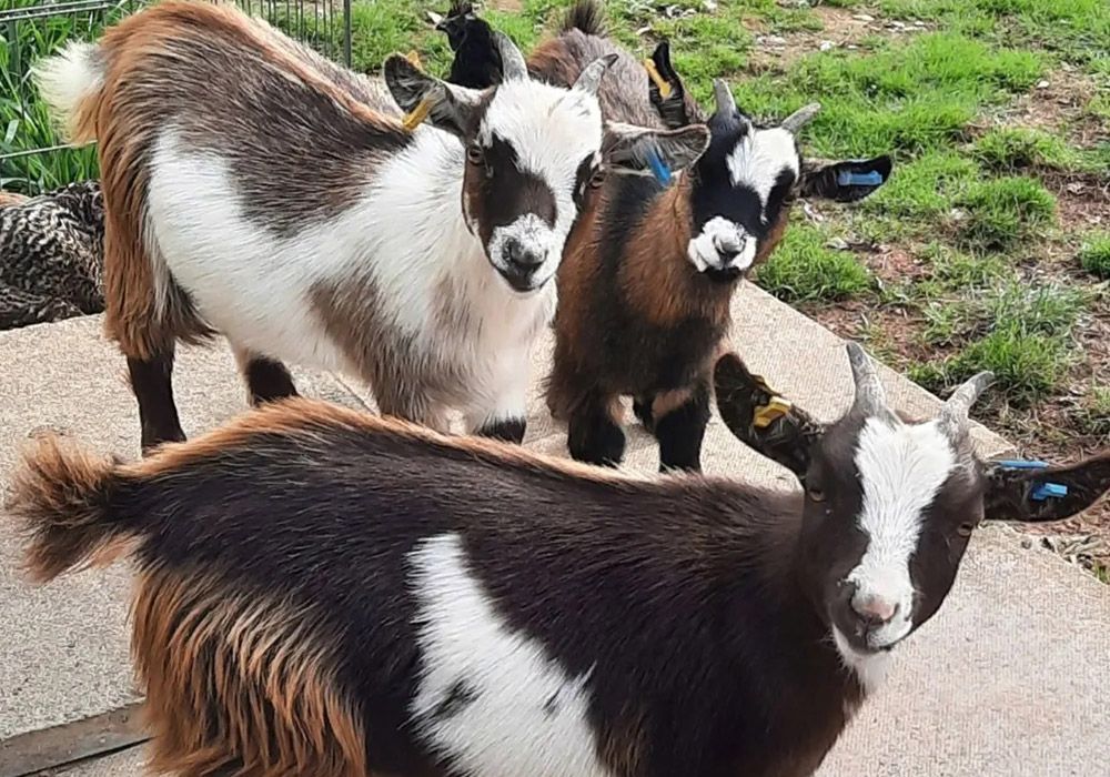 Goats with brown and white fur, standing on a concrete surface, looking at the camera.