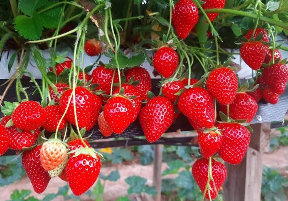Close-up of ripe red strawberries hanging from green plants in an outdoor setting.