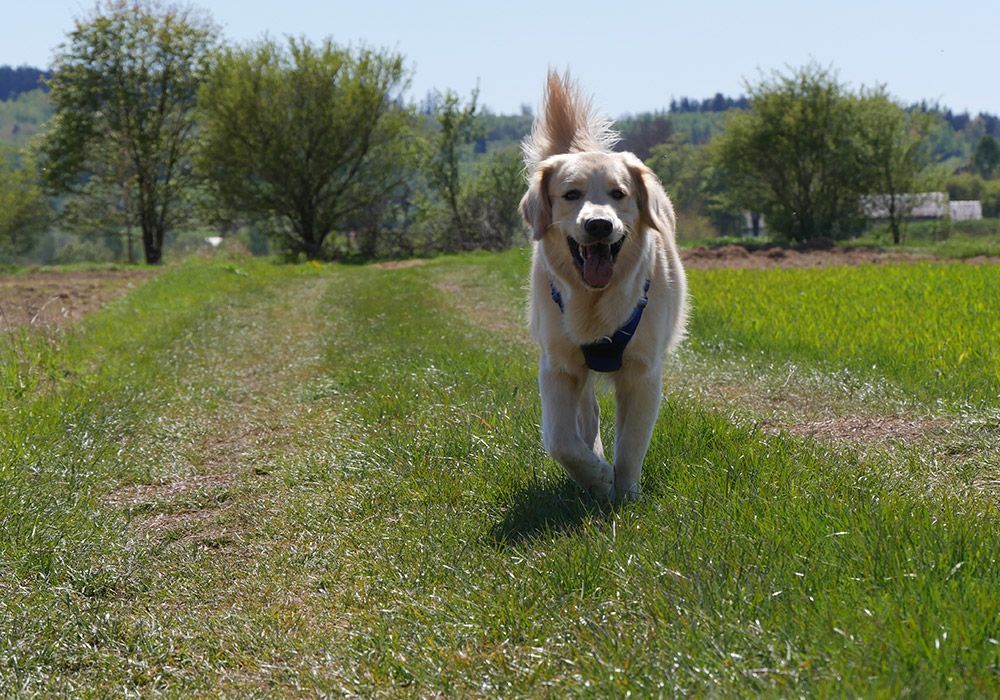 Golden retriever dog running happily on a grassy path outdoors.