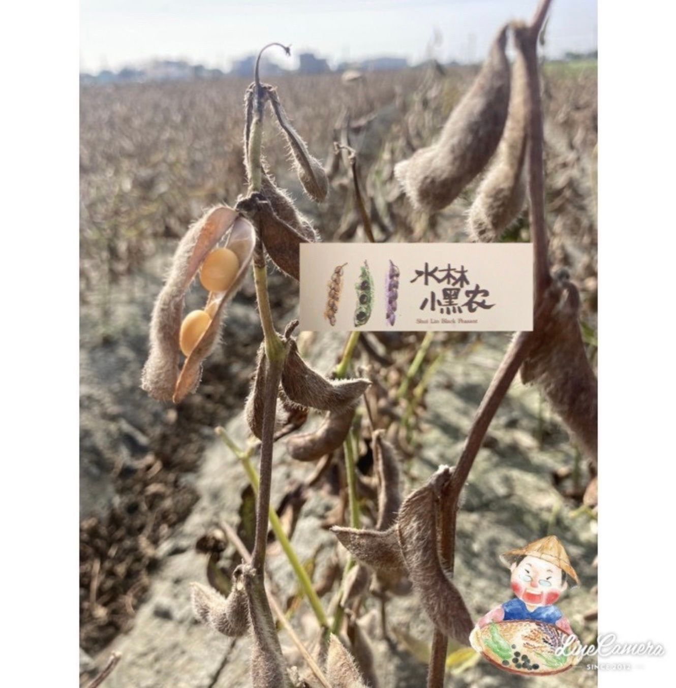 黃豆 台灣國產 當季!限量上架中