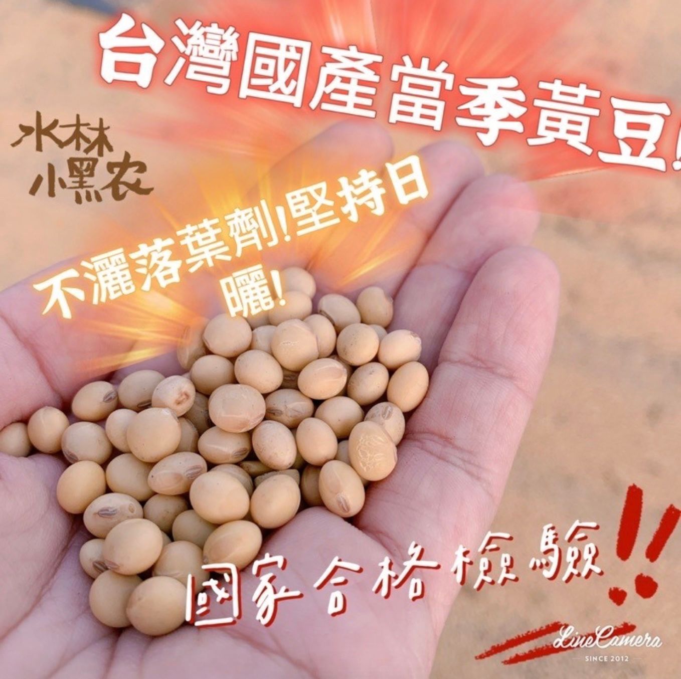 黃豆 台灣國產 當季！限量上架中