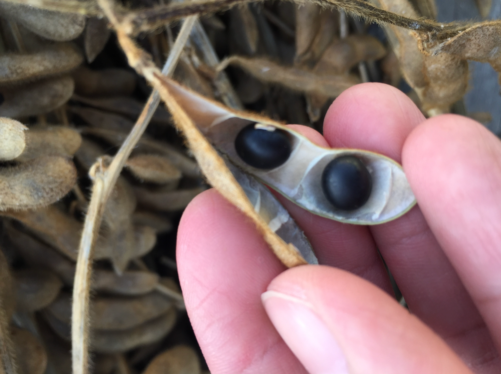 國產當季青仁黑豆(生豆)550g