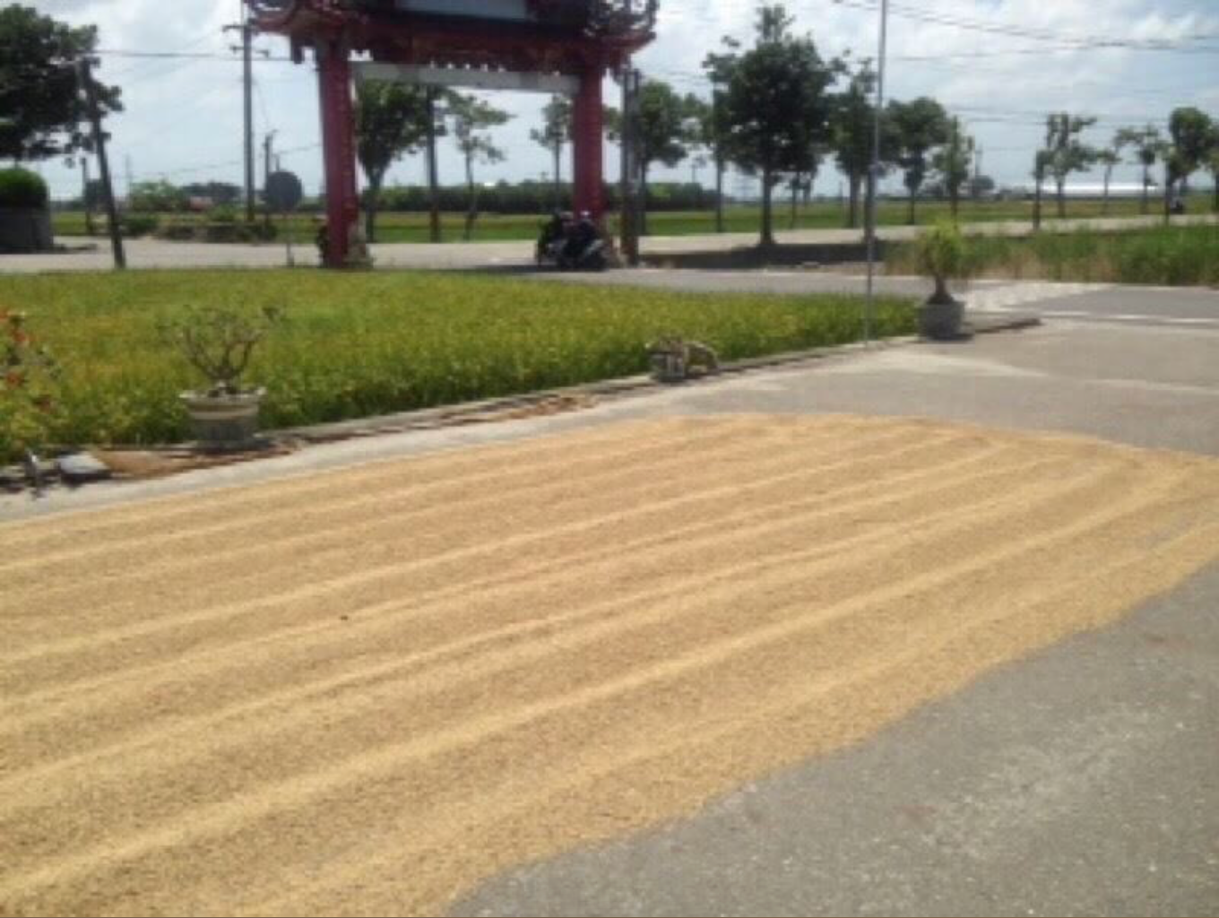 水林長秈飄香米(1台斤/條)