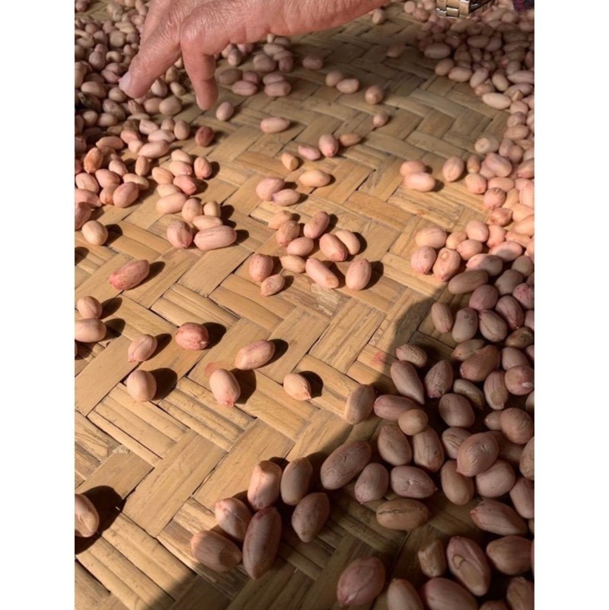 花生仁最新現採!