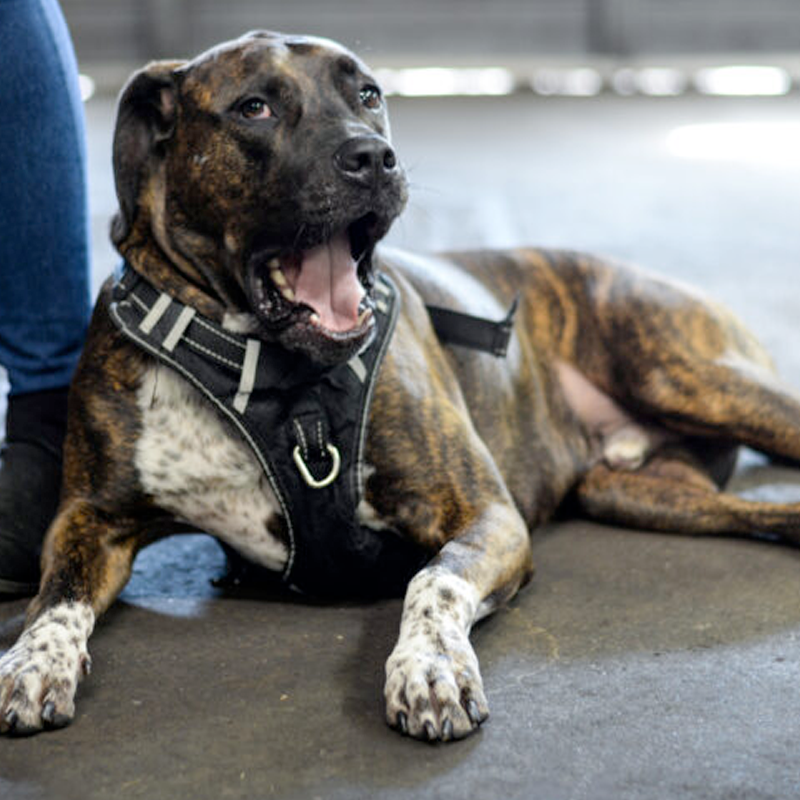 Ollie - Customer Greeter