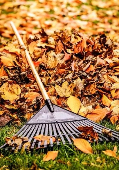 Rake in a pile of fallen autumn leaves on green grass.