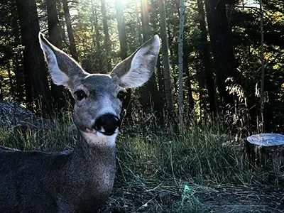 Deer at Soaring Eagle Lodge