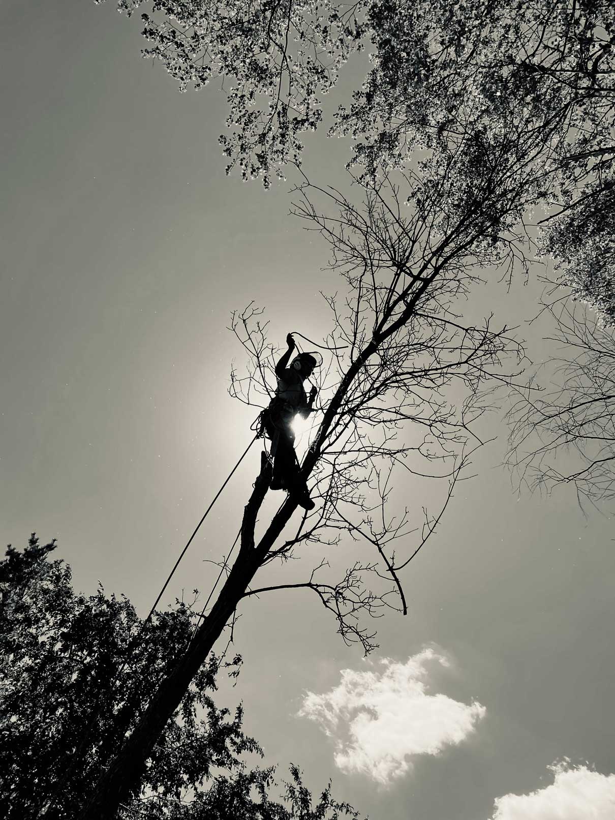 Tree pruning — Madison, WI — Treewerx