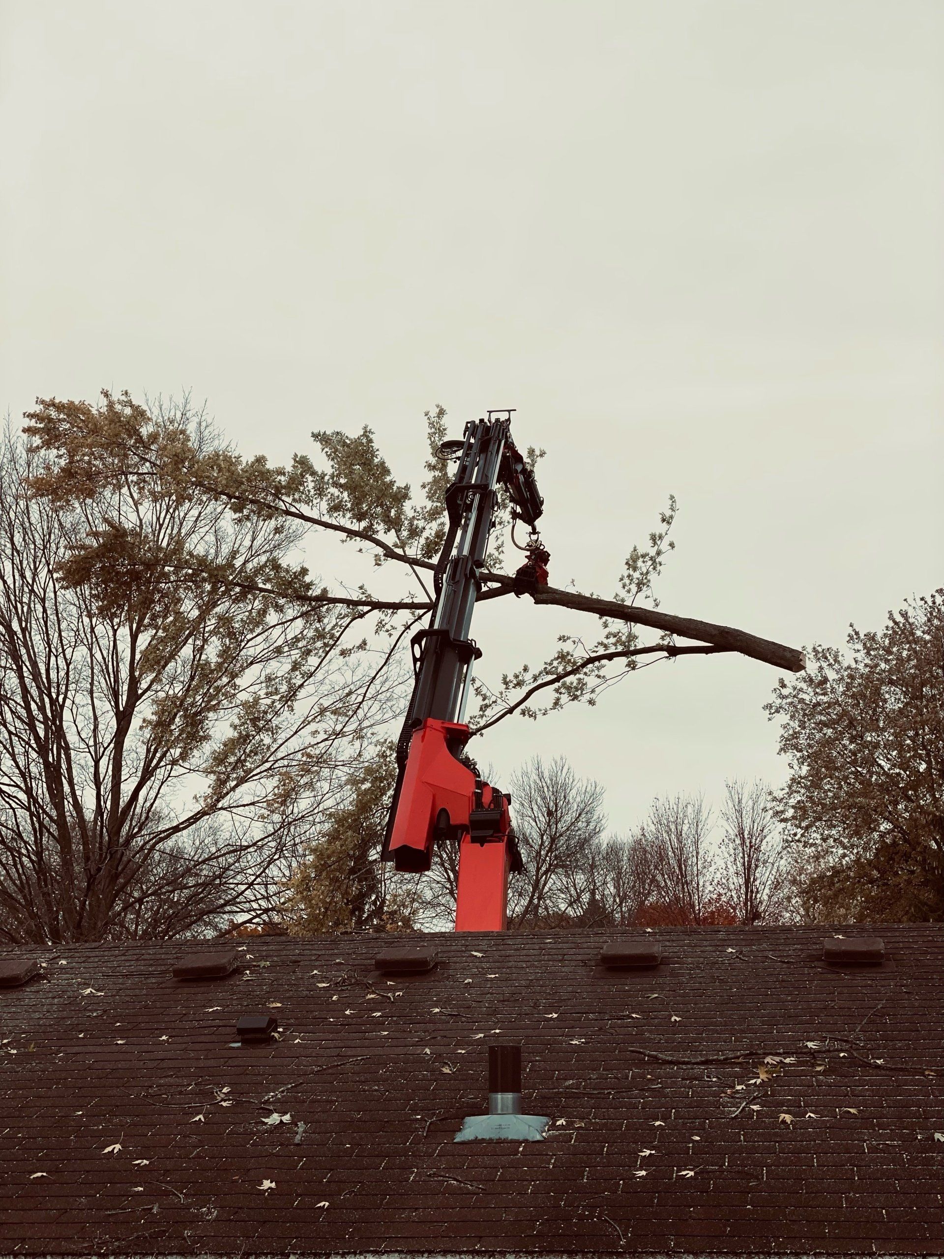 Tree removal — Madison, WI — Treewerx