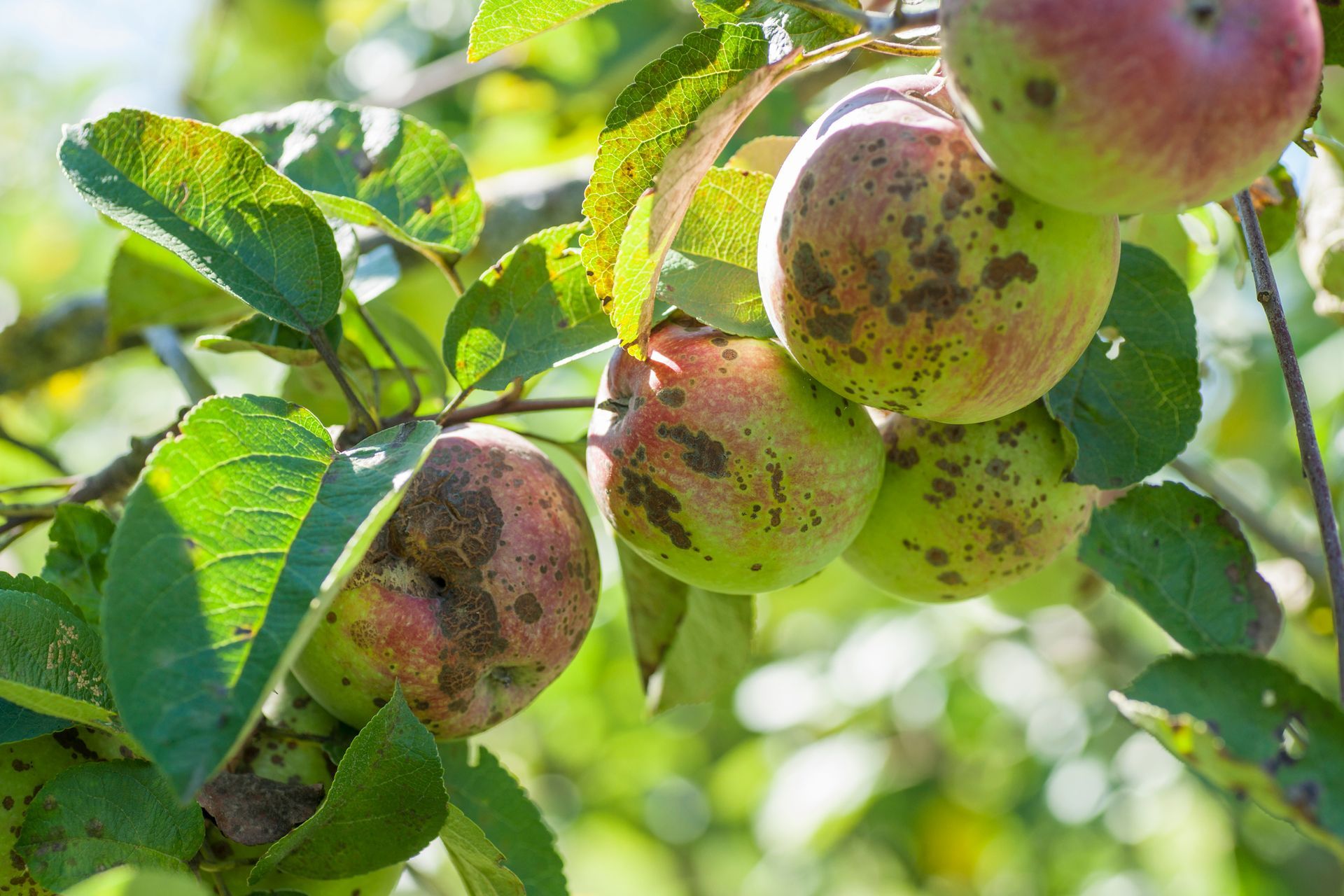 Crane carrying tree — Madison, WI — Treewerx