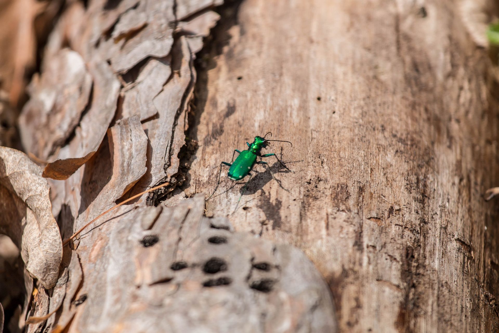 A green bug is sitting on a piece of wood.