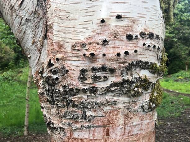 A close up of a tree trunk with holes in it