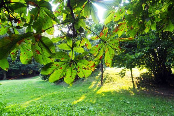 The sun is shining through the leaves of a tree in a park.