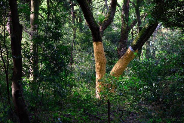 A tree with a yellow bark is in the middle of a forest.