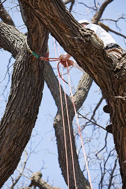 An arborist is tying a safety rope to a friction saving strap around large oak tree.