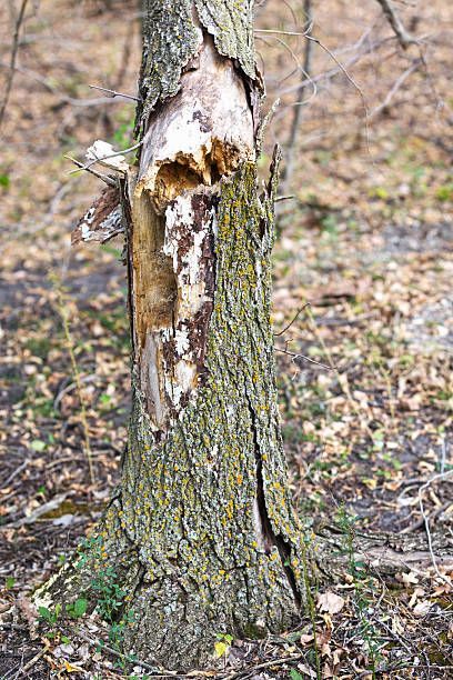A tree trunk with a hole in it in the middle of a forest.