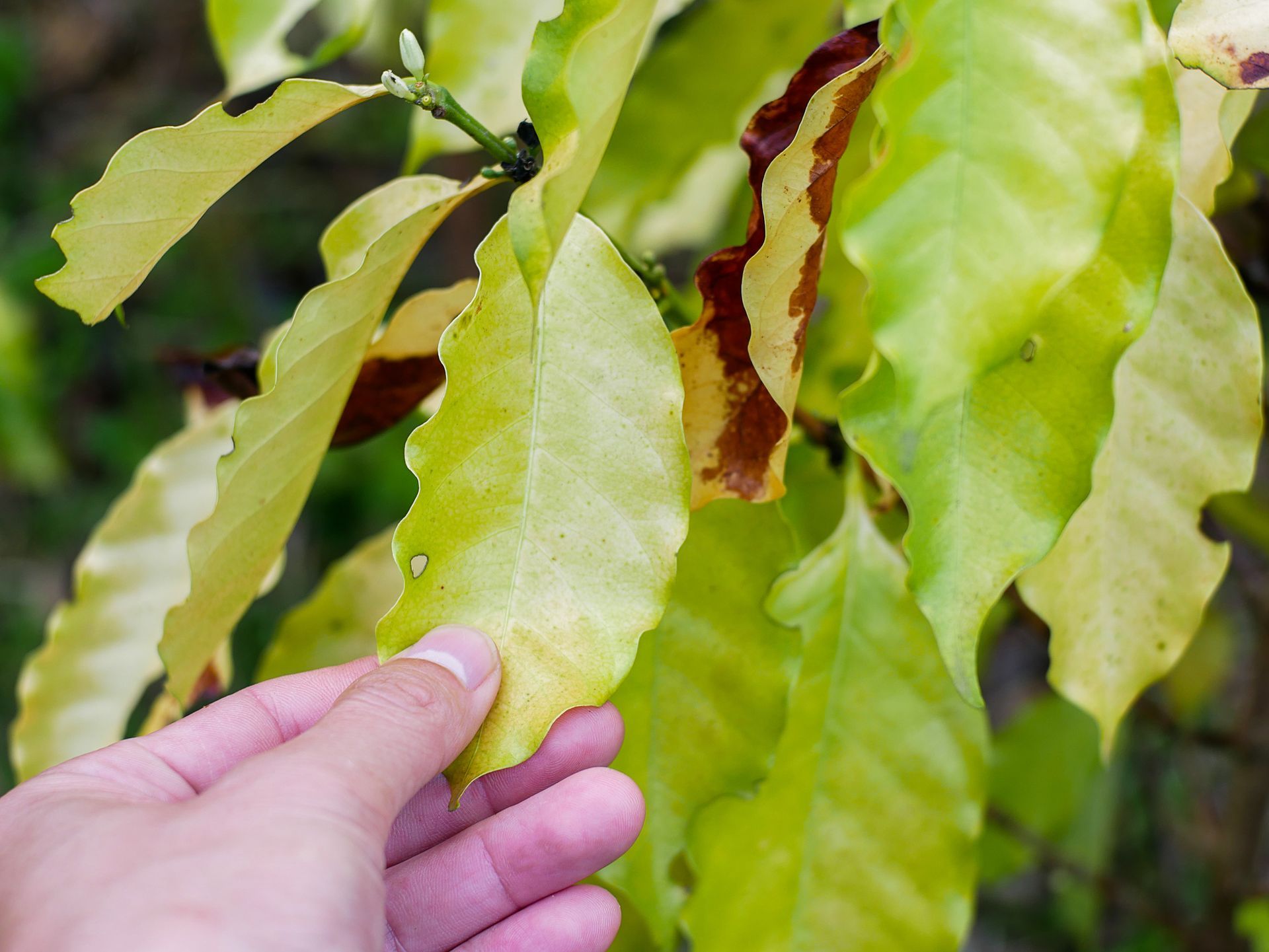 A person is holding a green leaf in their hand.